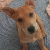 Dixie Dangerous, a Tan, Golden, Apricot Dixie Dingo Dog