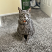 Charles, a Light-grey, Dark-grey Russian Blue Cat
