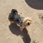 Suri, a Brown, Black Chorkie (Chihuahua + Yorkie) Dog