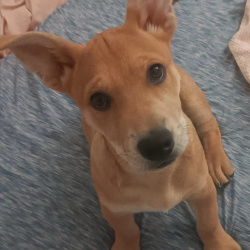 {petName}, a Tan, Golden, Apricot Dixie Dingo Dog